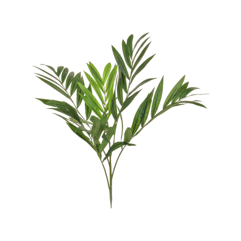 Parlorpalm
