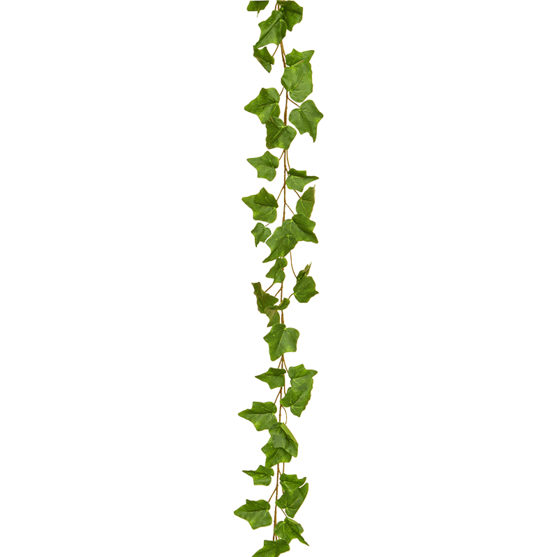 Groene Klimop