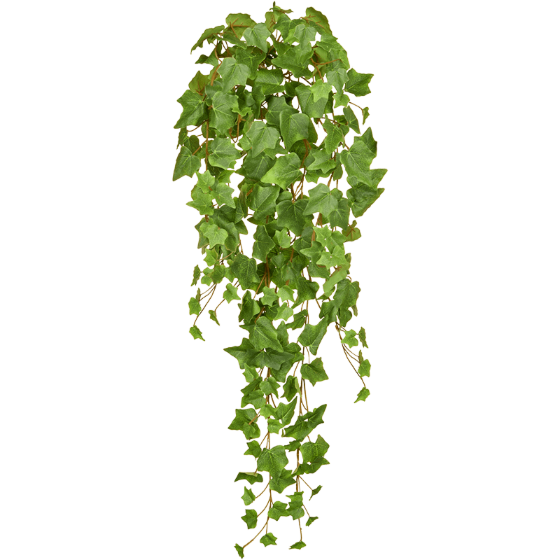 Groene Klimop