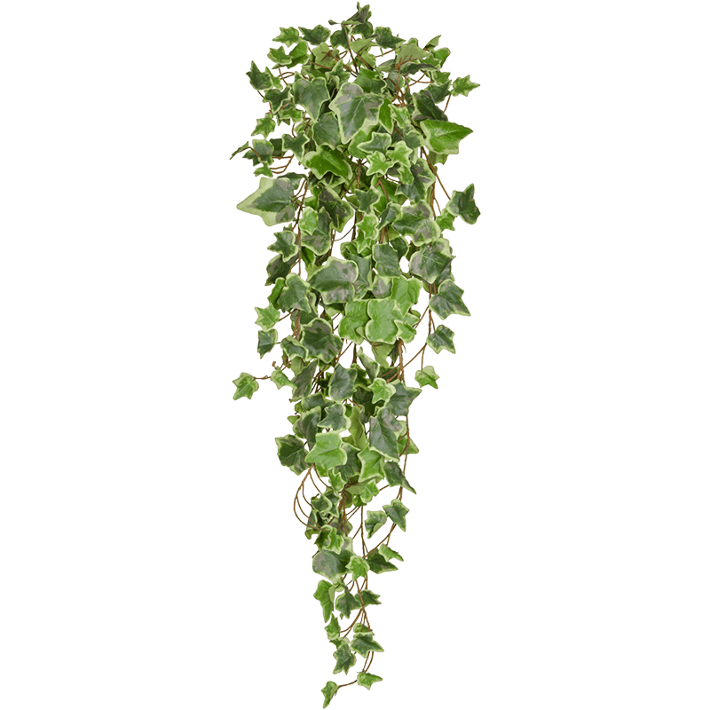 Bonte Groene Klimop