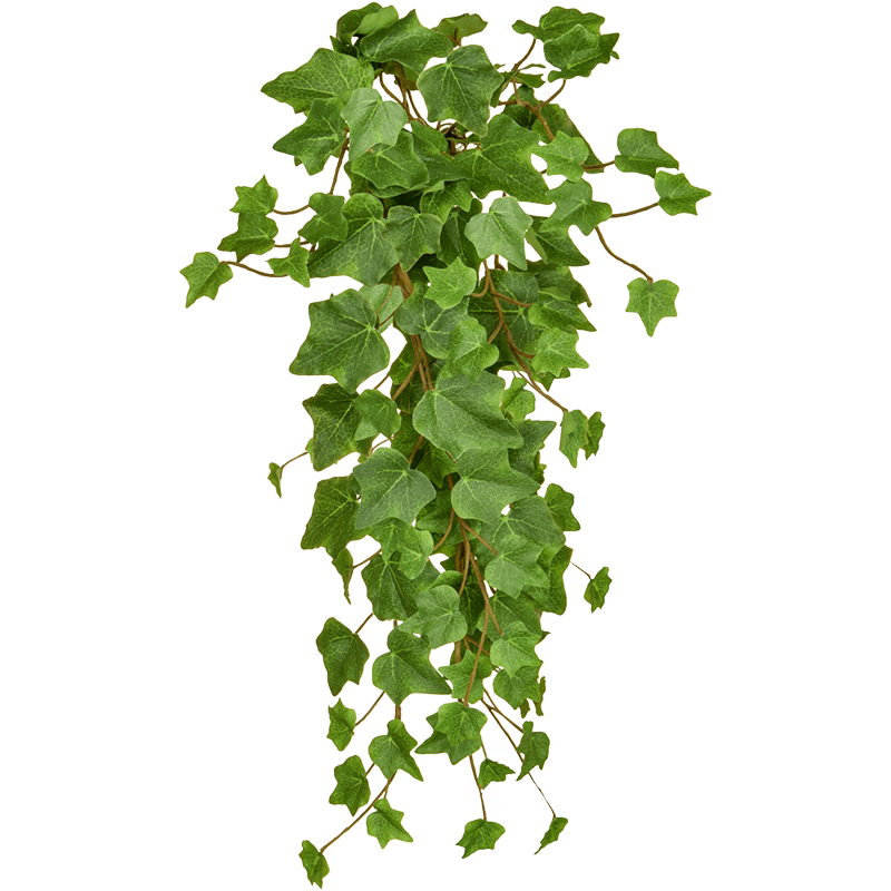 Groene Klimop