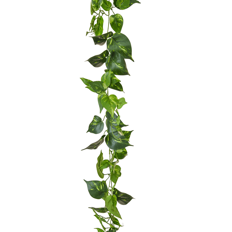 Epipremnum