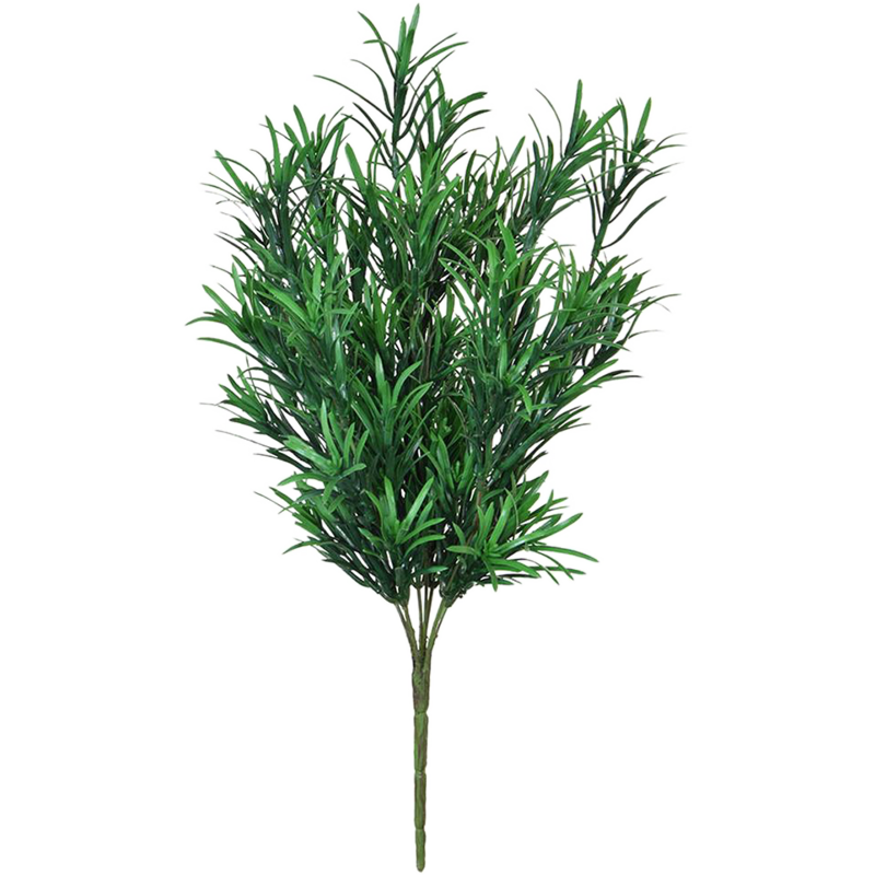 Podocarpus