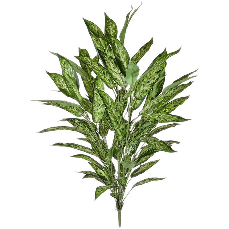 Aglaonema Bonte