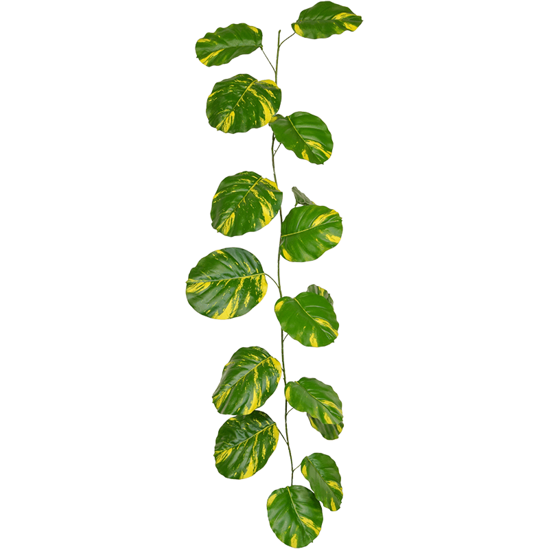 Epipremnum
