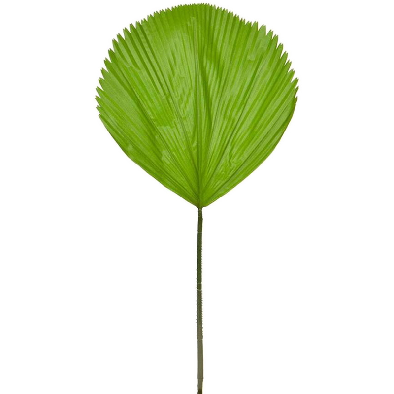 Waaierpalm