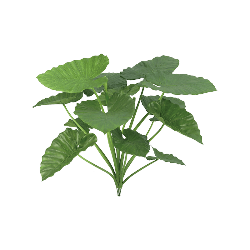 Alocasia Calidora