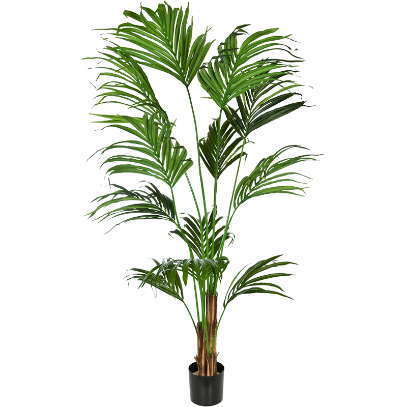 Kentia