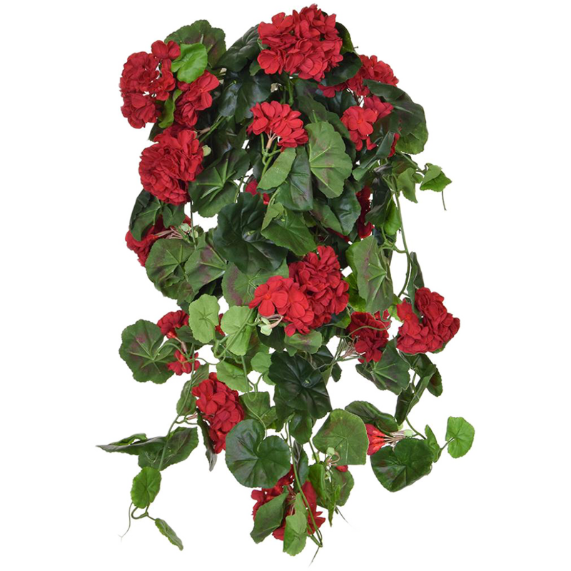Geranium Rood