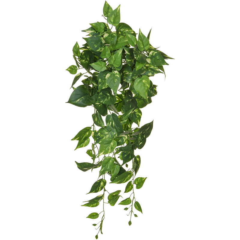 Epipremnum