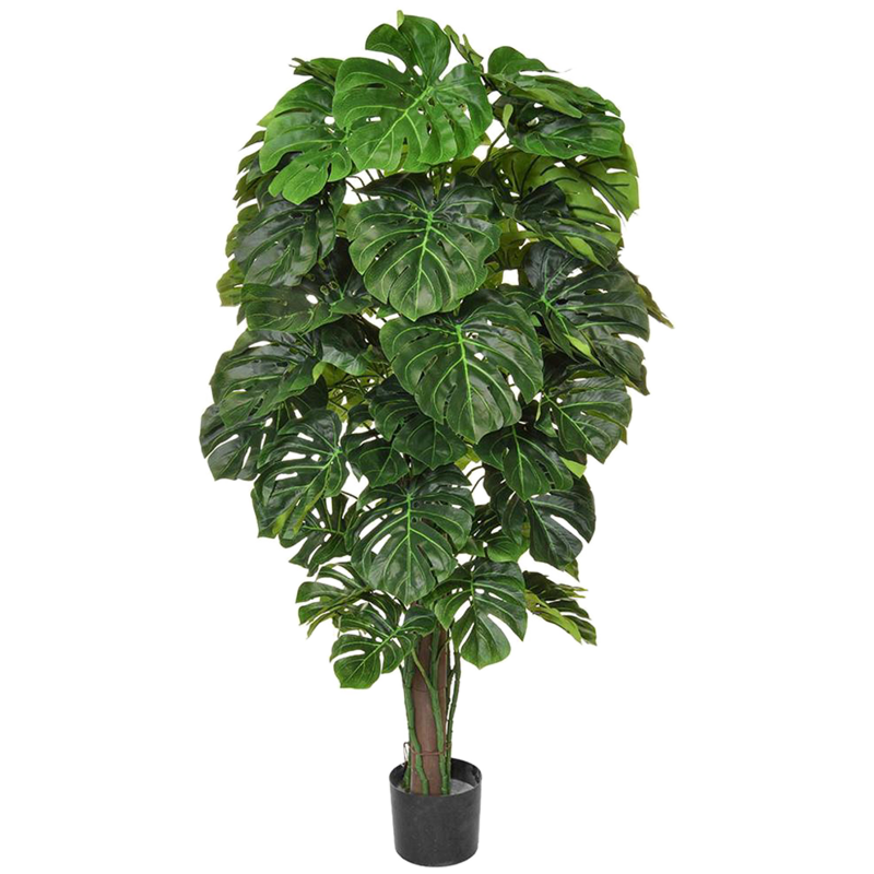 Monstera