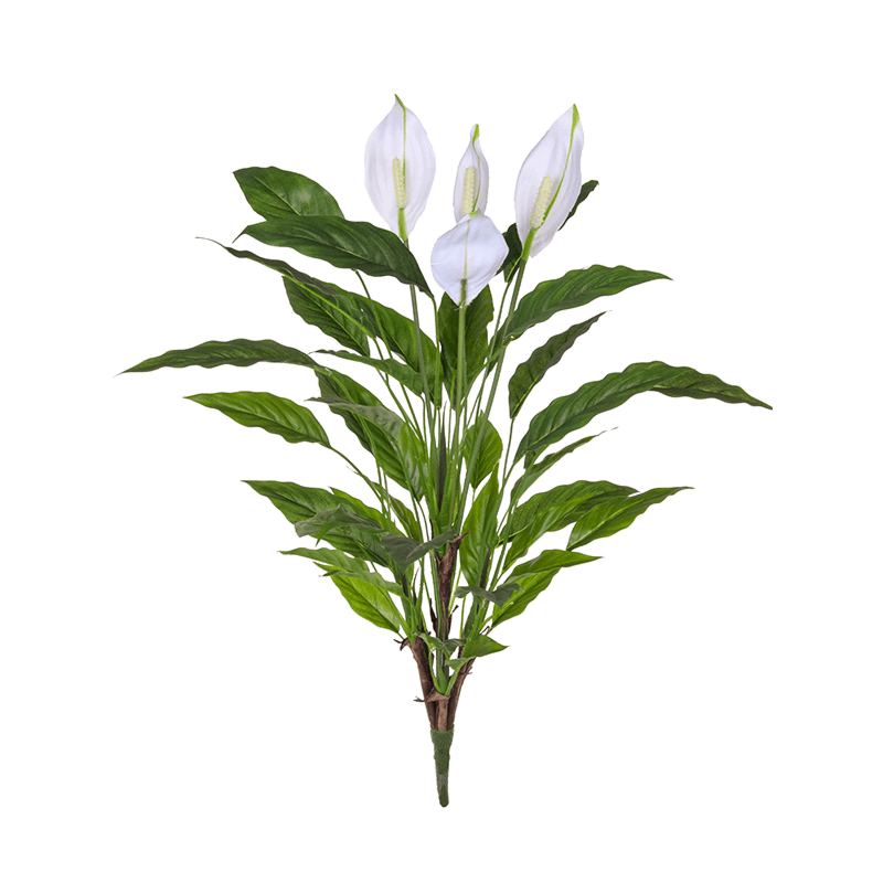 Lepelplant