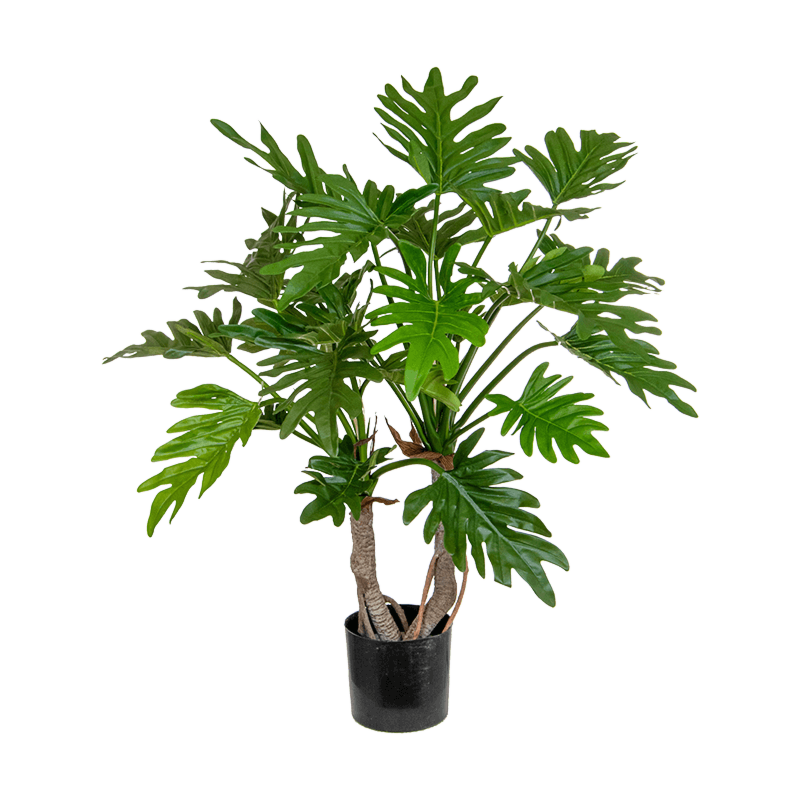 Philodendron
