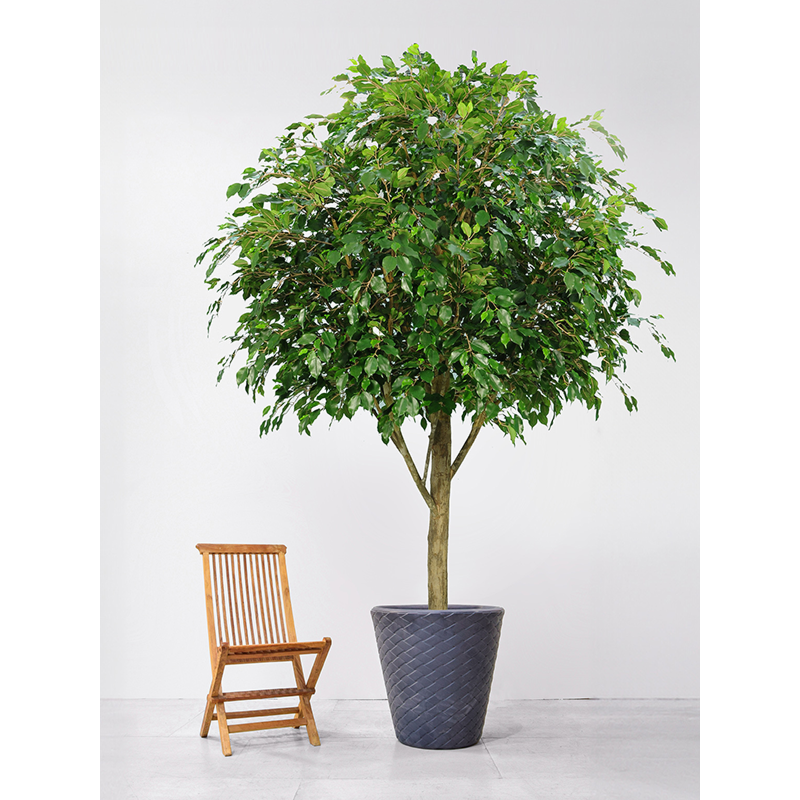 Ficus Exotica