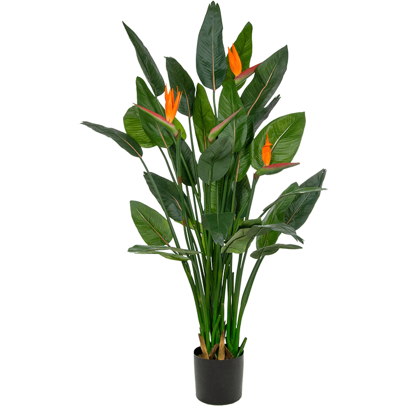 Paradijsvogelbloem