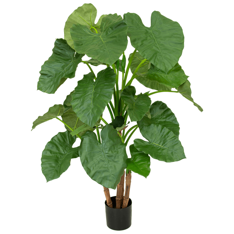 Alocasia