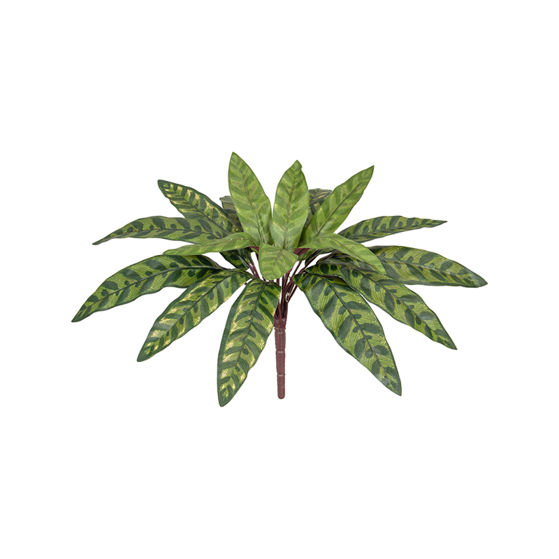 Pauwenplant