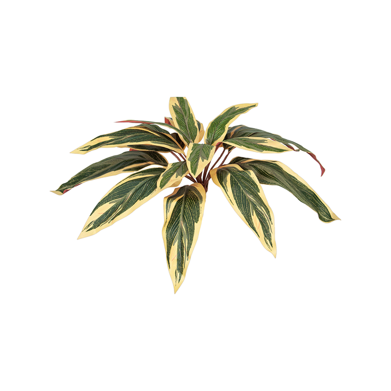 Caladium
