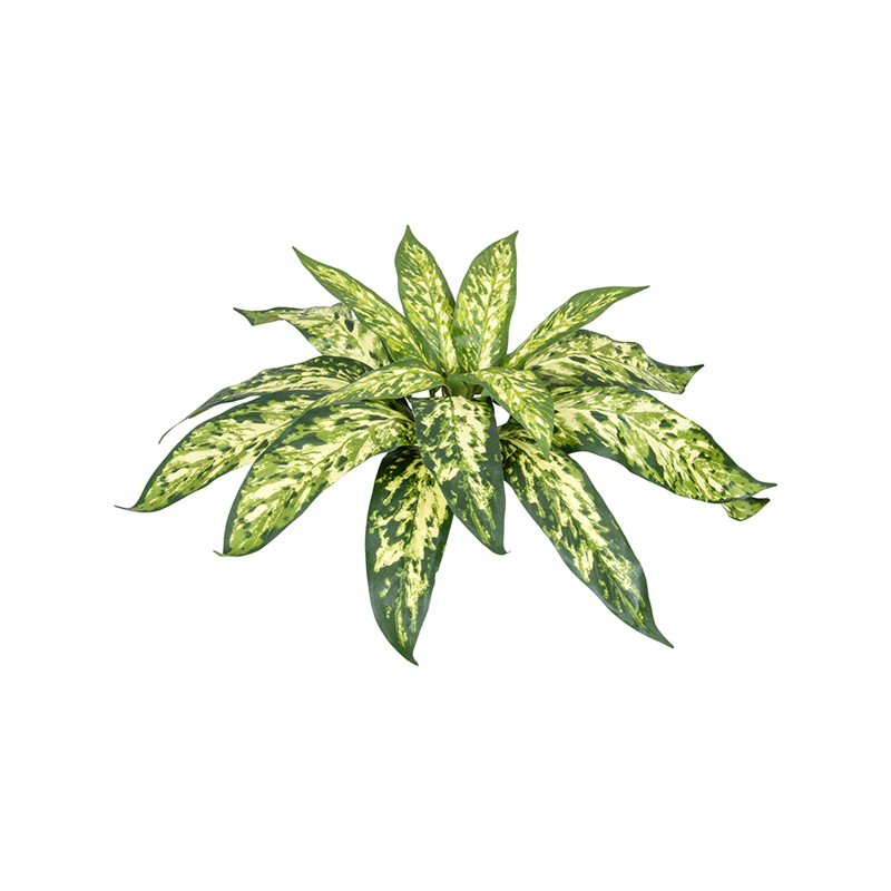 Chinese Evergreen