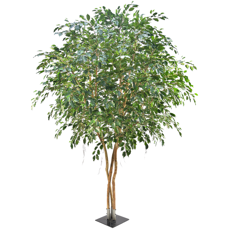 Ficus Exotica