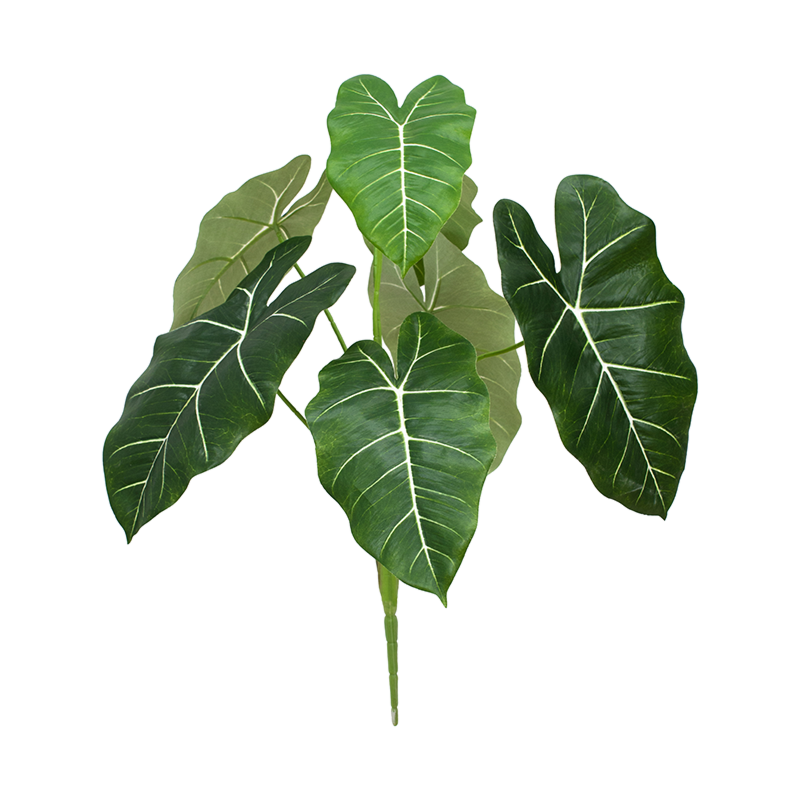 Caladium
