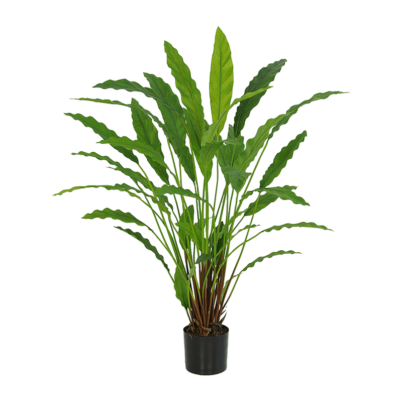 Calathea