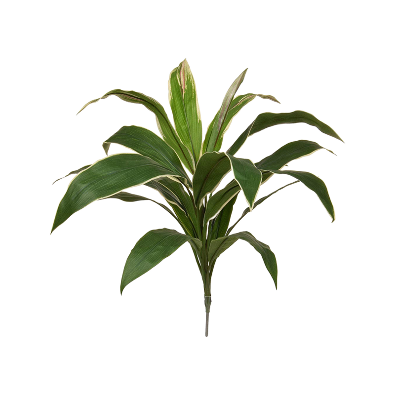 Cordyline