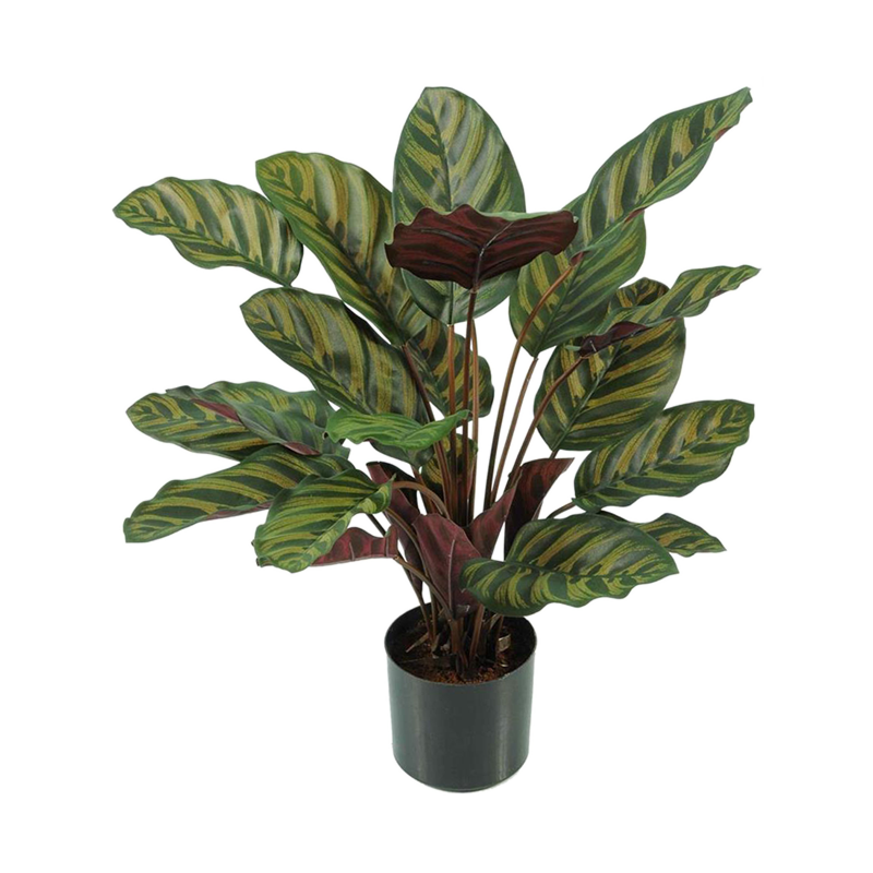 Calathea Makoyana