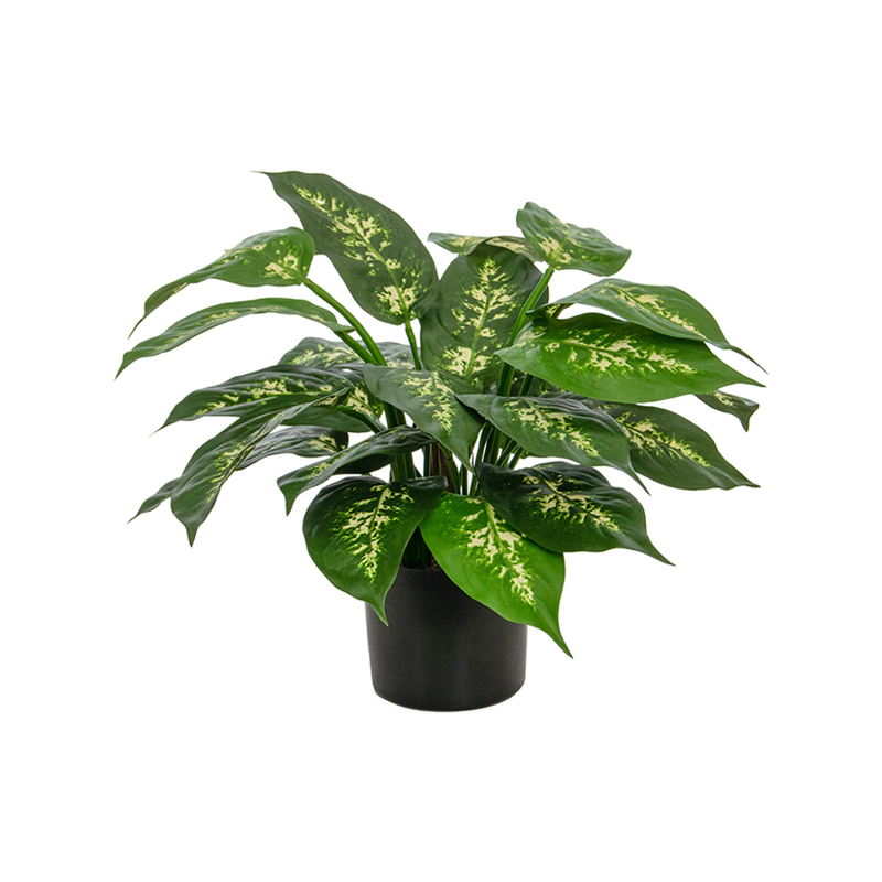 Dieffenbachia