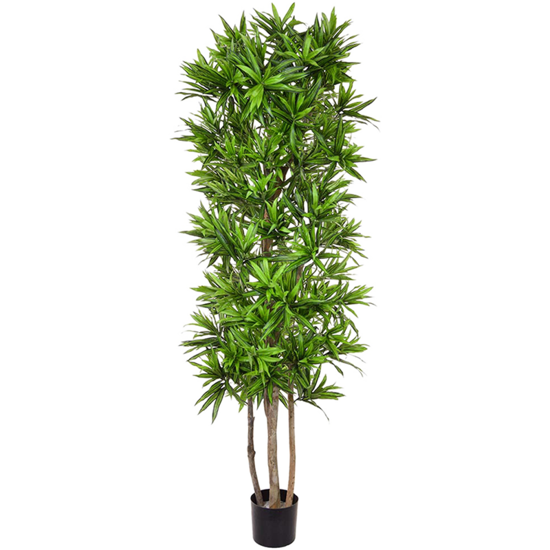Dracaena Song of Jamaica