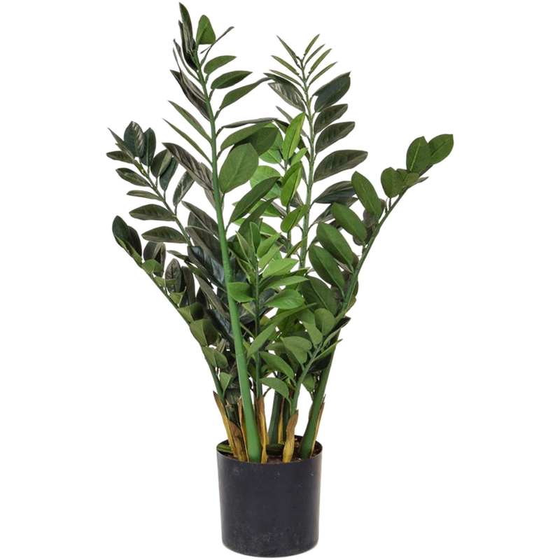 Zamioculcas
