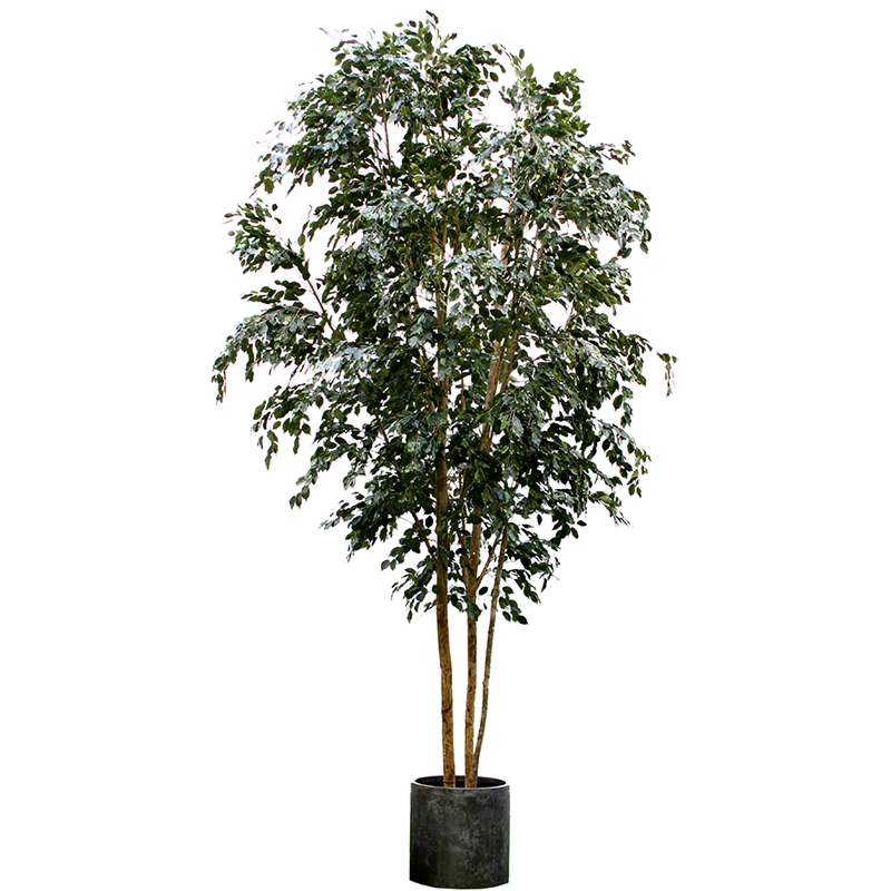 Ficus Exotica