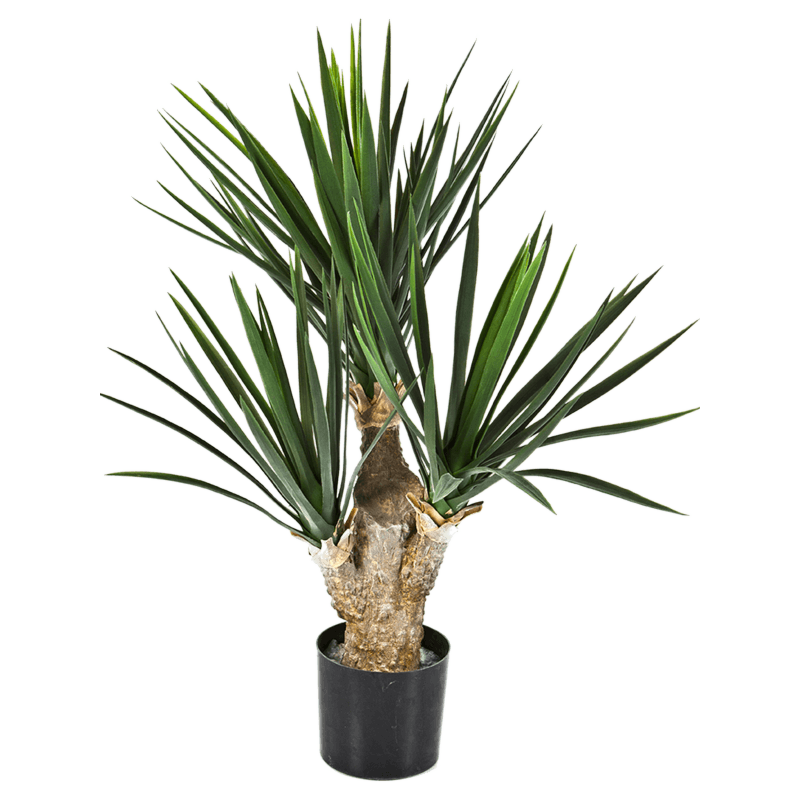 Yucca