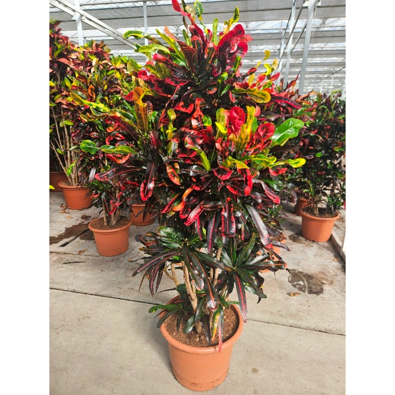 Croton Mammi