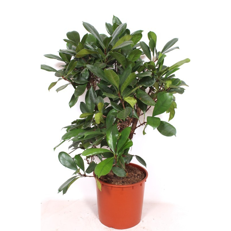 Ficus Cyathistipula