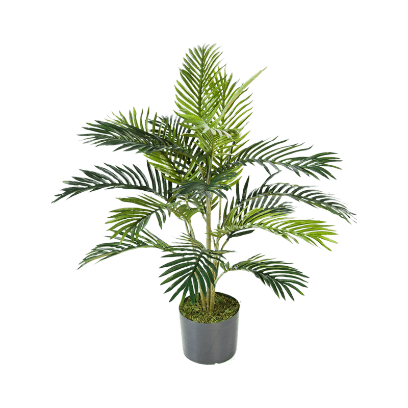 Goudpalm