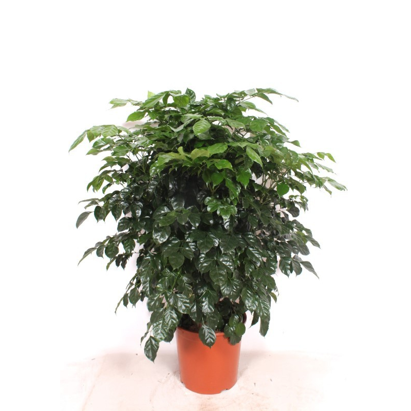 Radermachera hainanensis