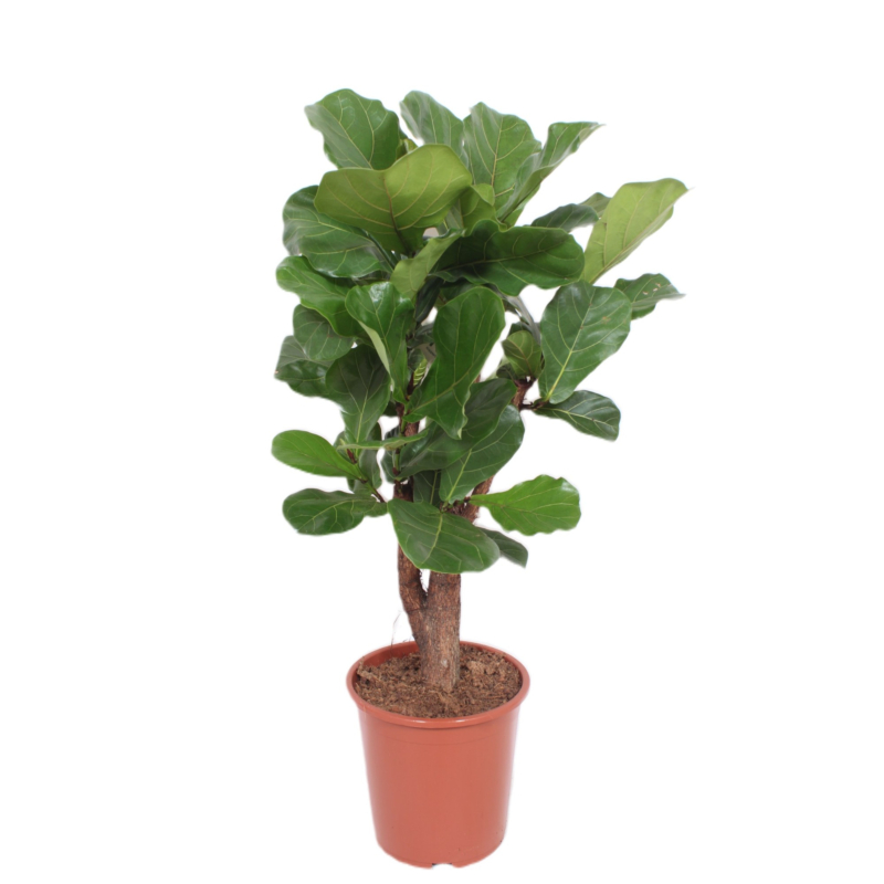 Ficus Lyrata