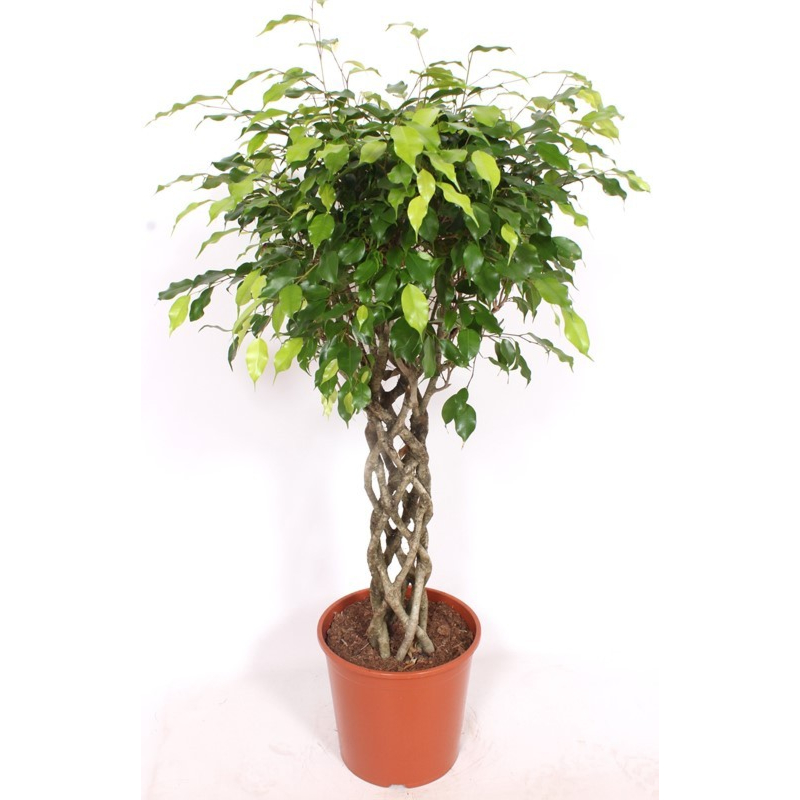 Ficus Exotica