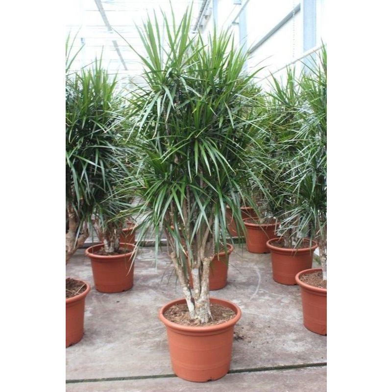 Dracaena marginata