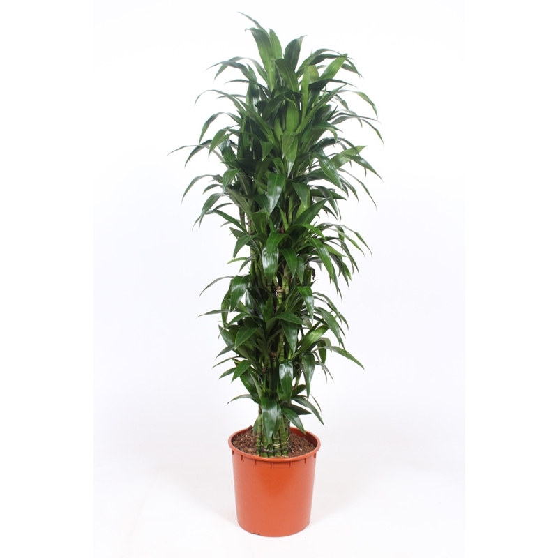 Dracaena Janet Craig