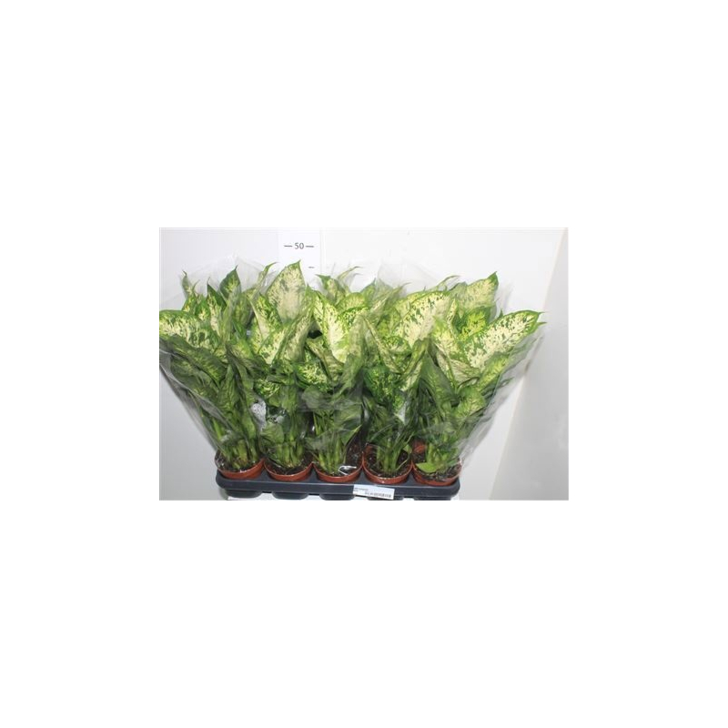 Dieffenbachia compacta (Diefenbachia Compacta)