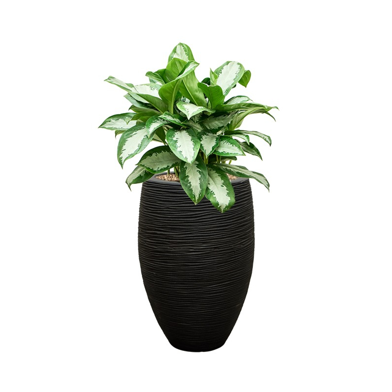 aglaonema voordeelpakket