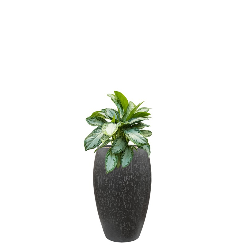 kantoorplant in plantenbak antraciet