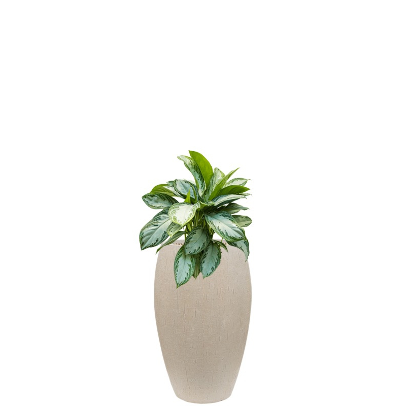 kantoorplant in plantenbak beige
