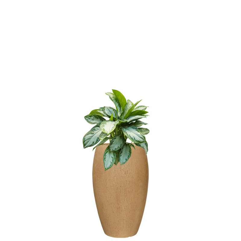 kantoorplant in plantenbak bruin beige 