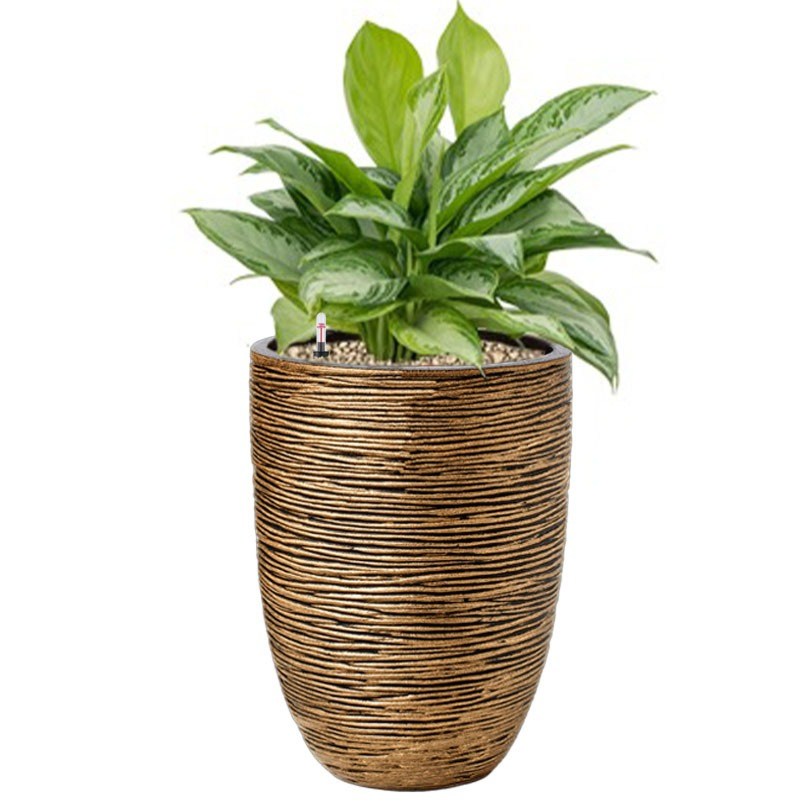 aglaonema in zwarte pot