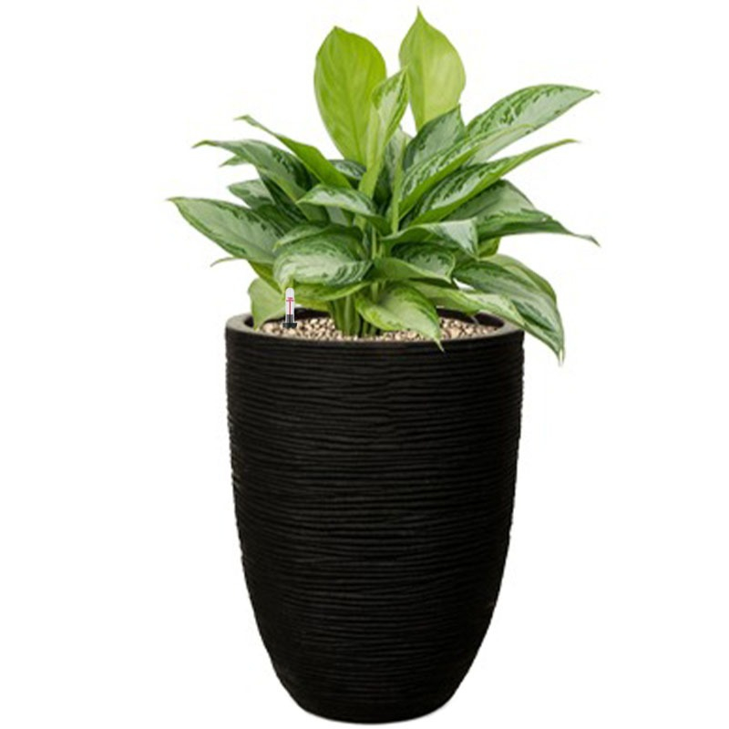 aglaonema in zwarte pot
