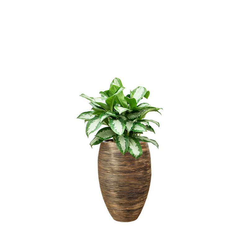 capi aglaonema goud