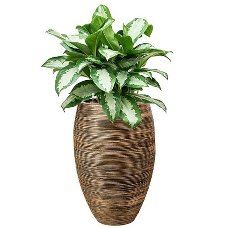 capi aglaonema goud